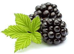 河南金葉香料-黑莓提取物